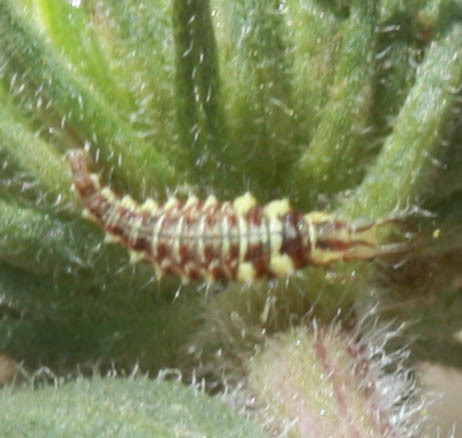 Chrysopidae
