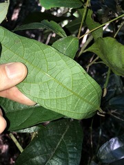 Aristolochia praevenosa