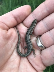 Morethia adelaidensis