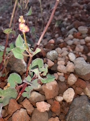 Rumex aetnensis