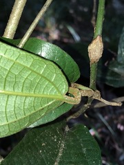 Aristolochia praevenosa