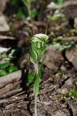 Pterostylis robusta