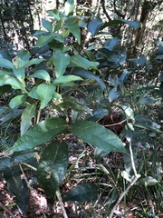 Aristolochia praevenosa