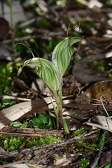 Pterostylis robusta
