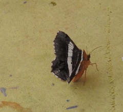 Chiasmia nora