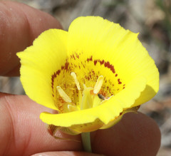 Calochortus luteus