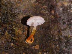 Hygrocybe roseoflavida