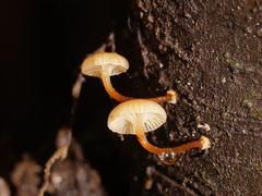 Hygrocybe roseoflavida