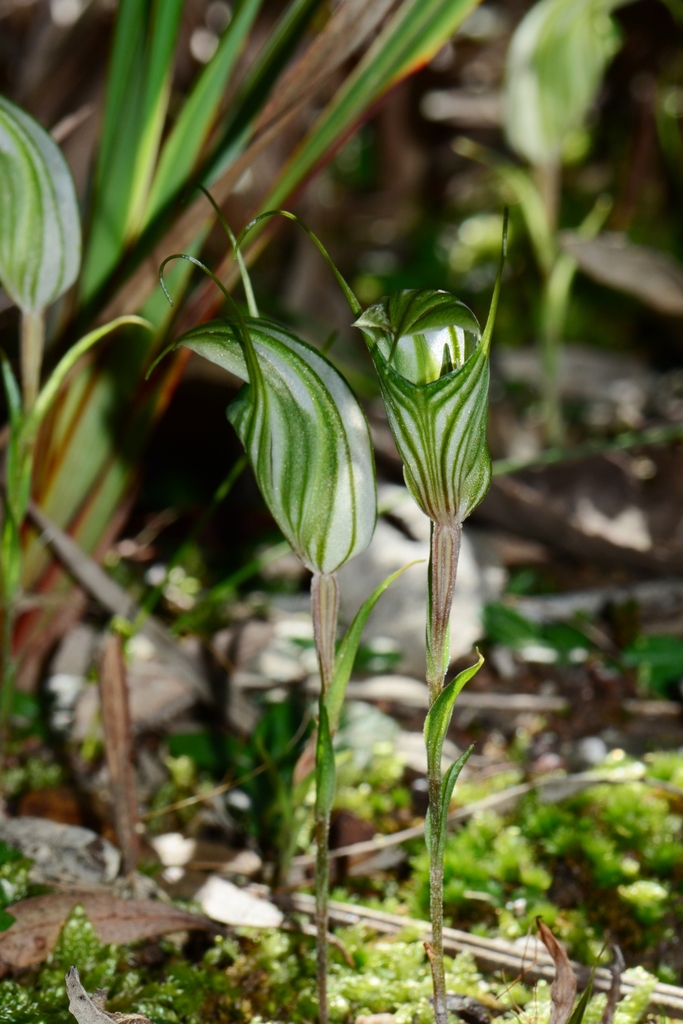 large striped greenhood