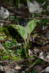 Pterostylis robusta