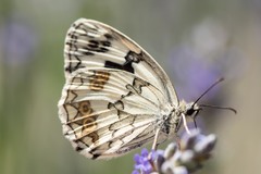 Melanargia