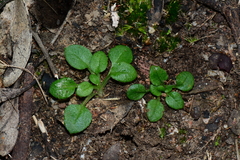 Pterostylis robusta