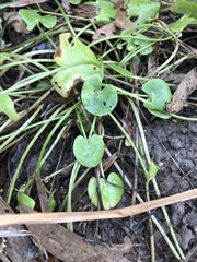 Nymphoides exiliflora
