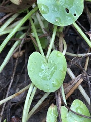 Nymphoides exiliflora