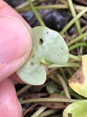 Nymphoides exiliflora