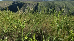 Struthiola argentea