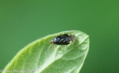 Tropidosteptes