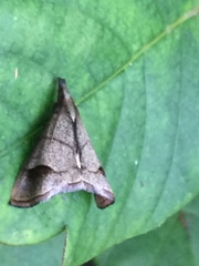 Eulophopalpia pauperalis