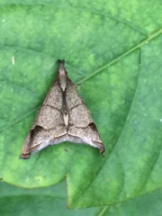 Eulophopalpia pauperalis