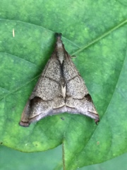 Eulophopalpia pauperalis