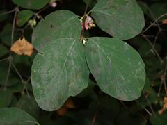 Erysiphe symphoricarpi