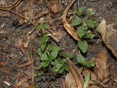 Moehringia trinervia
