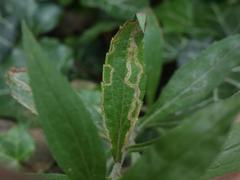 Phytomyza solidaginis