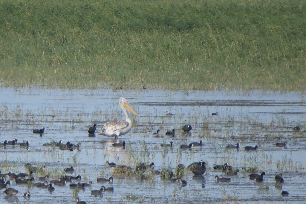 Dalmatian Pelican in July 2020 by Александр Кочетков · iNaturalist