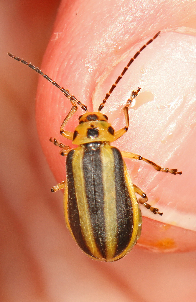 Boreal Goldenrod Leaf Beetle