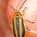 Boreal Goldenrod Leaf Beetle - Photo (c) Judy Gallagher, some rights reserved (CC BY)