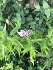 Agelena labyrinthica