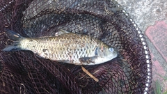 Systomus orphoides