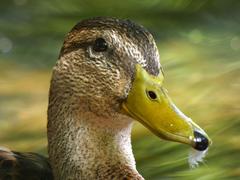 Anas platyrhynchos
