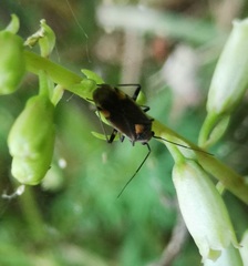 Capsodes flavomarginatus