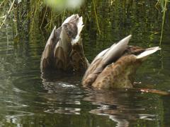 Anas platyrhynchos