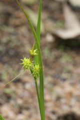 Carex cryptolepis