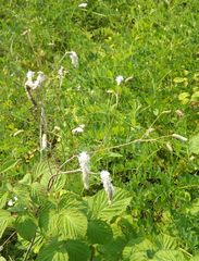 Sanguisorba parviflora