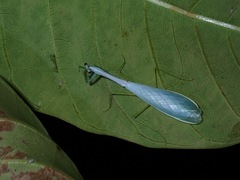Leptomantella lactea