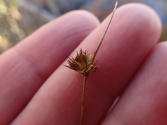 Juncus dregeanus