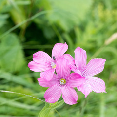 Linum hypericifolium