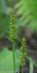 Carex annectens