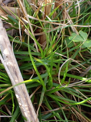 Juncus dregeanus