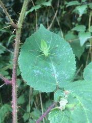 Leptophyes laticauda