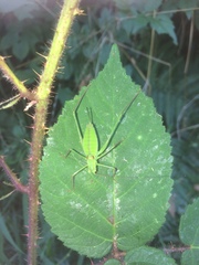 Leptophyes laticauda
