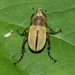 Macrodactylus angustatus - Photo (c) summerazure, osa oikeuksista pidätetään (CC BY-NC-SA)