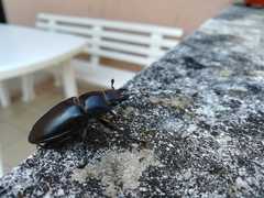 Lucanus tetraodon