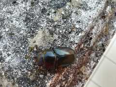 Lucanus tetraodon