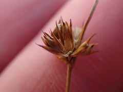 Juncus dregeanus