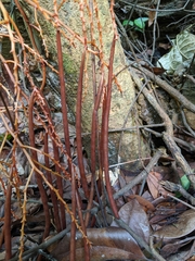 Erythrorchis altissima