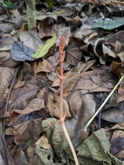 Erythrorchis altissima